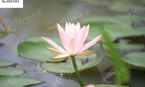 痰核用什么中药-痰核的中药治疗网-分享痰核用什么中药，痰核中药方剂知识库